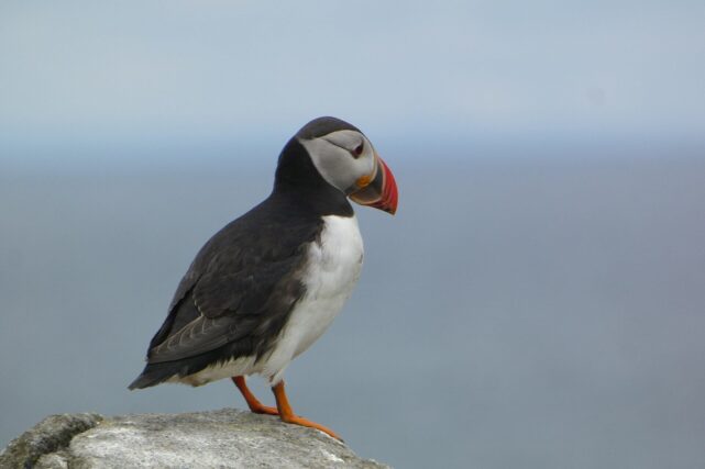 Atlantic puffin perched on a rocky coastal cliff in the UK
