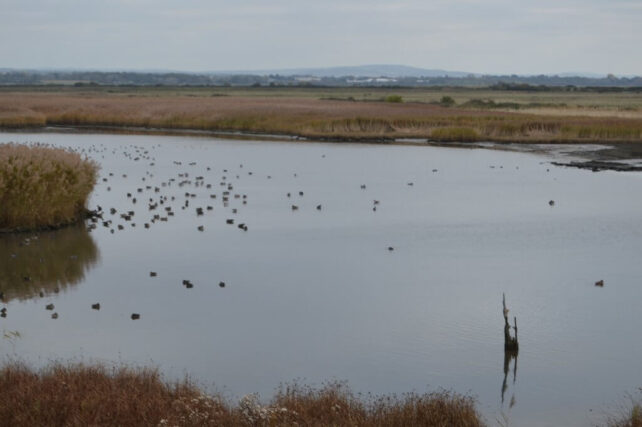 Farlington Marshes nature reserve showcasing important coastal ecosystems in Hampshire