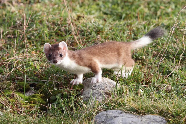 Invasive stoat photographed in natural habitat, a predator that poses a threat to native wildlife in the Orkney Islands.