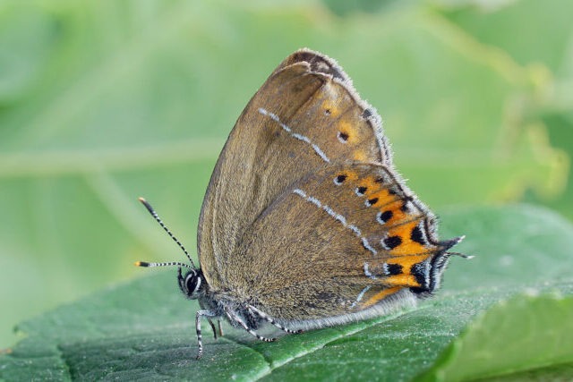 Black hairstreak butterfly resting on tree canopy in UK woodland habitat