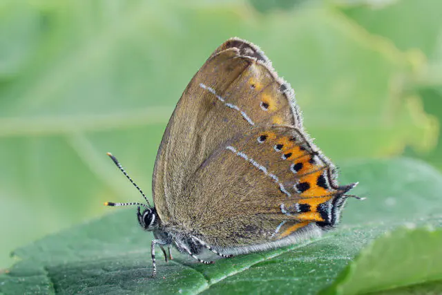 Black hairstreak butterfly resting on tree canopy in UK woodland habitat
