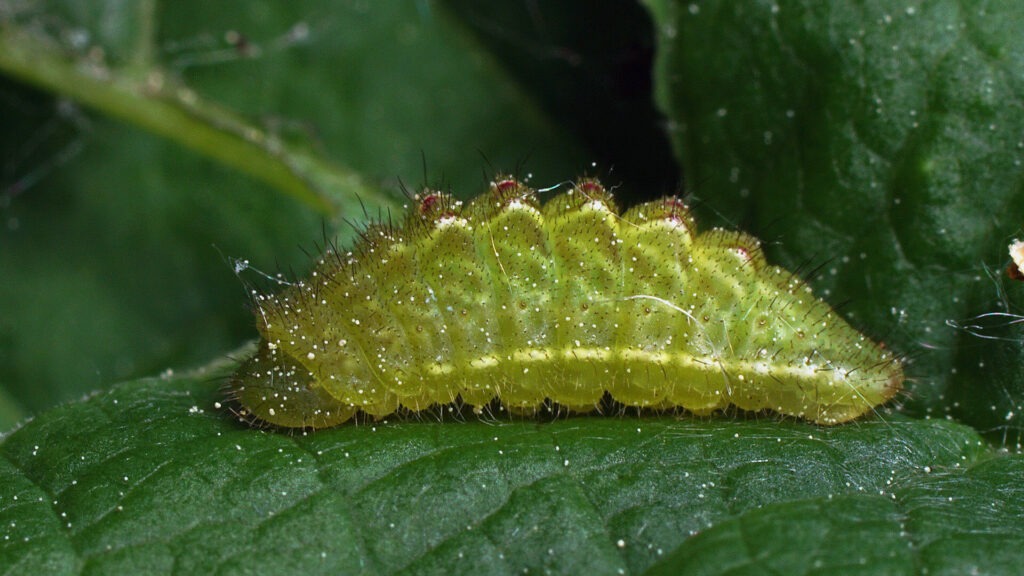 Rare black hairstreak caterpillar discovered during UK butterfly conservation survey