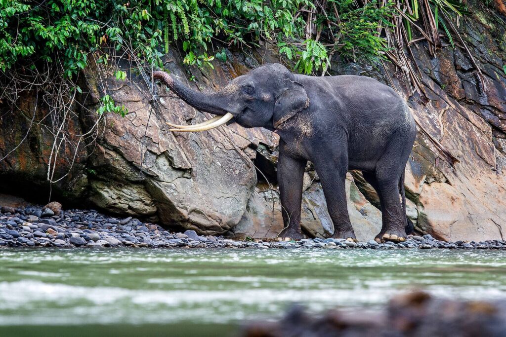 Sumatran elephant walking through tropical rainforest habitat in Indonesia