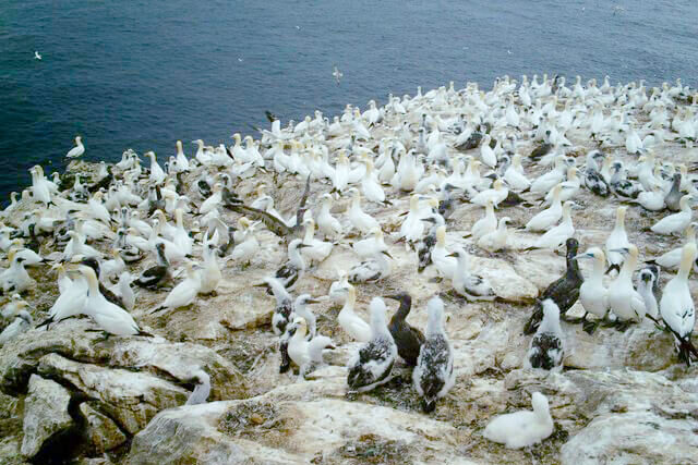 Traditional guga hunters on the remote island of Sula Sgeir in Scotland collecting juvenile gannets.