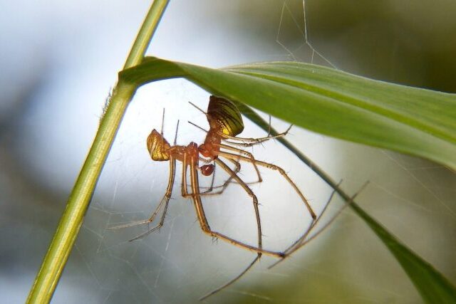Ballista spider building its specialised silk catapult trap in an Australian rainforest