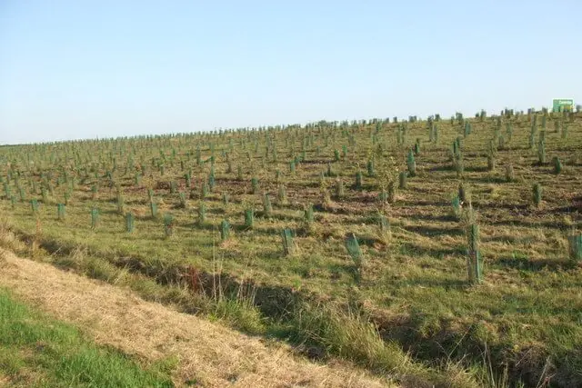 Young native trees planted as part of a temperate rainforest restoration project