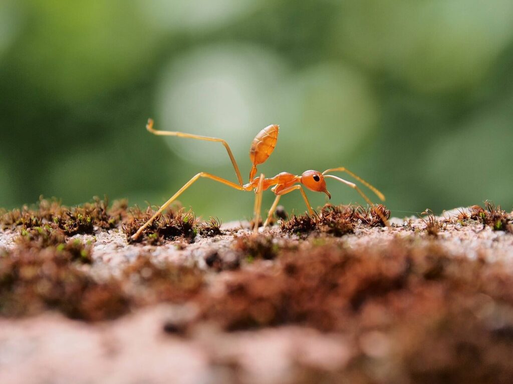 Green tree ant climbing vegetation in the tropical forests of Australia