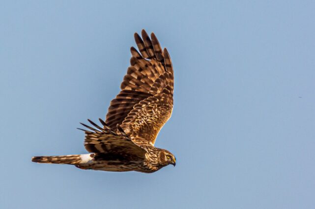 Hen harrier gliding above upland habitat, protected raptor species