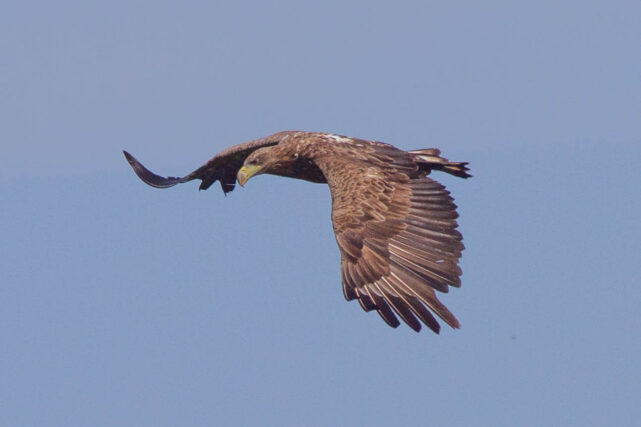 White-tailed sea eagle flying above Scotland as populations recover through conservation programmes