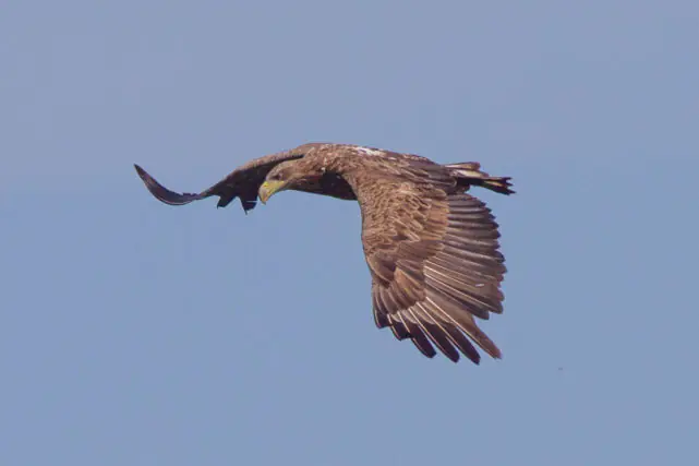 White-tailed sea eagle flying above Scotland as populations recover through conservation programmes
