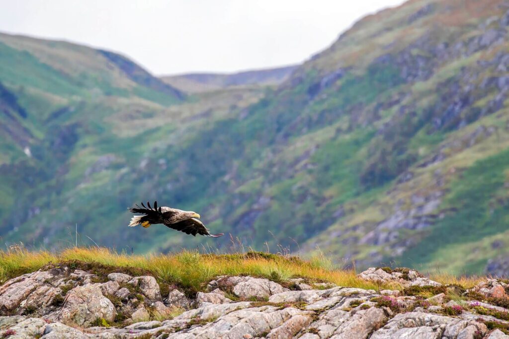 White-tailed eagle soaring over the Scottish Highlands following UK conservation reintroduction efforts
