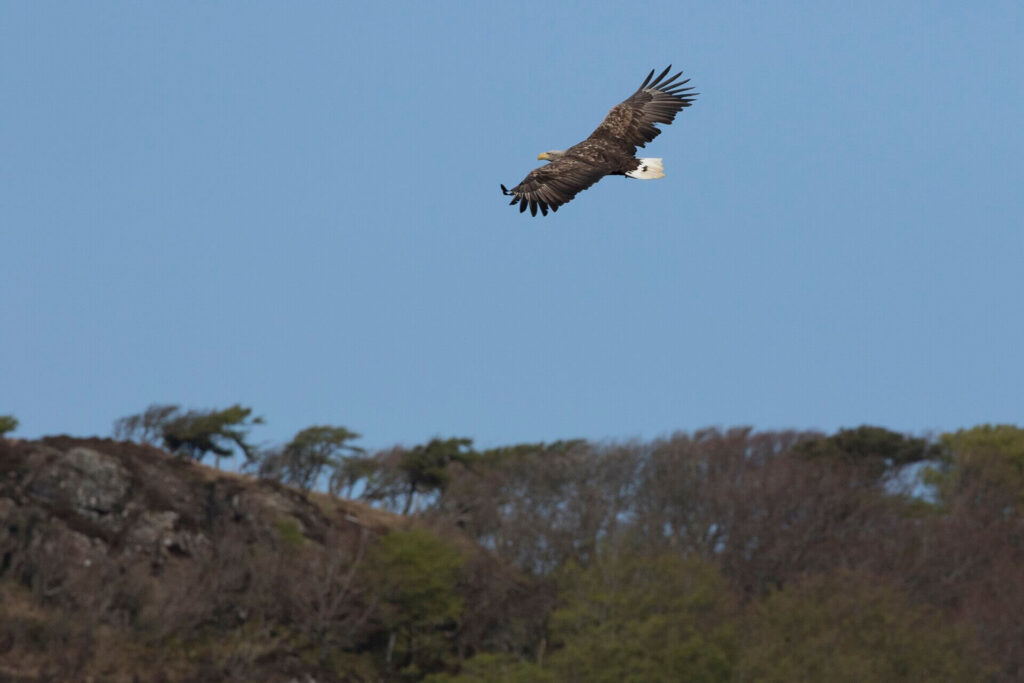 White-tailed eagle soaring over coastal cliffs in the UK, large bird of prey