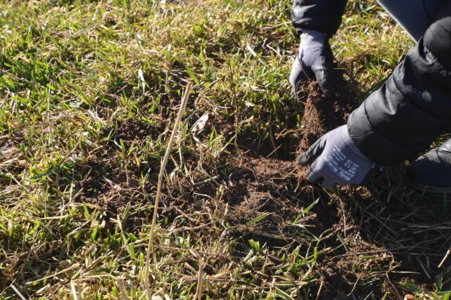 Close-up of hands planting a native tree sapling to support woodland restoration and climate action in Wales.