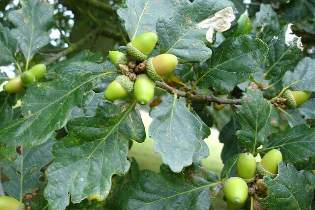 Close-up of sessile oak acorns growing on a native oak tree in Scotland, collected for Atlantic rainforest restoration.