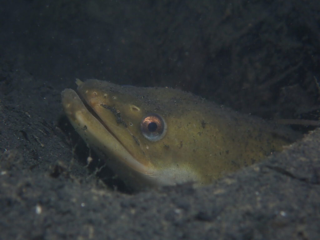 Critically endangered European eel (Anguilla anguilla) swimming through a freshwater river habitat in the UK.