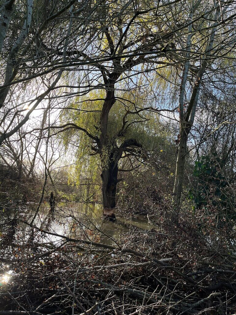 Beaver-built dams and wetlands at Paradise Fields in Ealing, naturally slowing water flow and reducing flood risk while creating wildlife habitat.