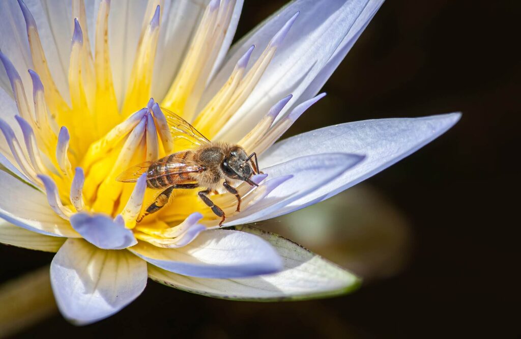 Bee collecting nectar from a wildflower during pollination