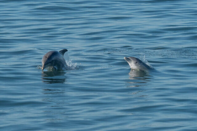 Bottlenose dolphin swimming in the Adriatic Sea where overfishing is changing feeding behaviour