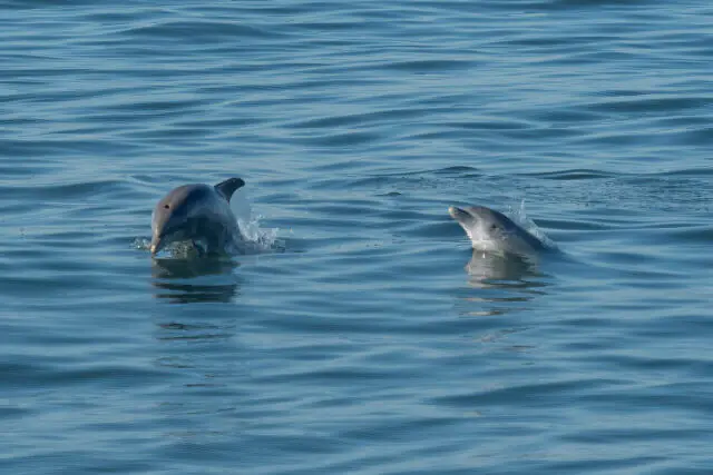 Bottlenose dolphin swimming in the Adriatic Sea where overfishing is changing feeding behaviour