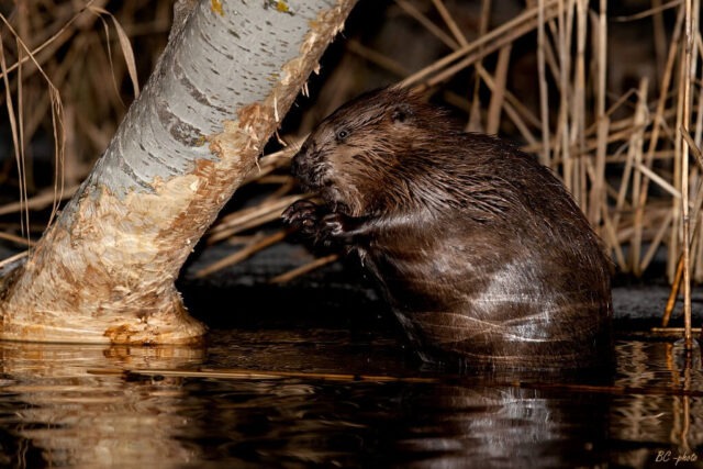 Eurasian beaver (Castor fiber) beside a freshwater wetland, a keystone species that creates dams and restores natural river ecosystems.