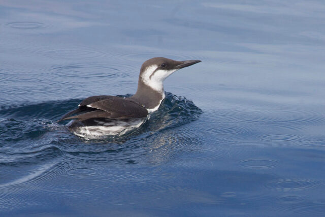 Common murre (common guillemot) standing on a rocky coastal cliff, a seabird vulnerable to warming oceans and marine heatwaves.