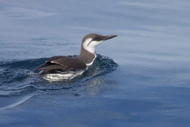 Common murre (common guillemot) standing on a rocky coastal cliff, a seabird vulnerable to warming oceans and marine heatwaves.