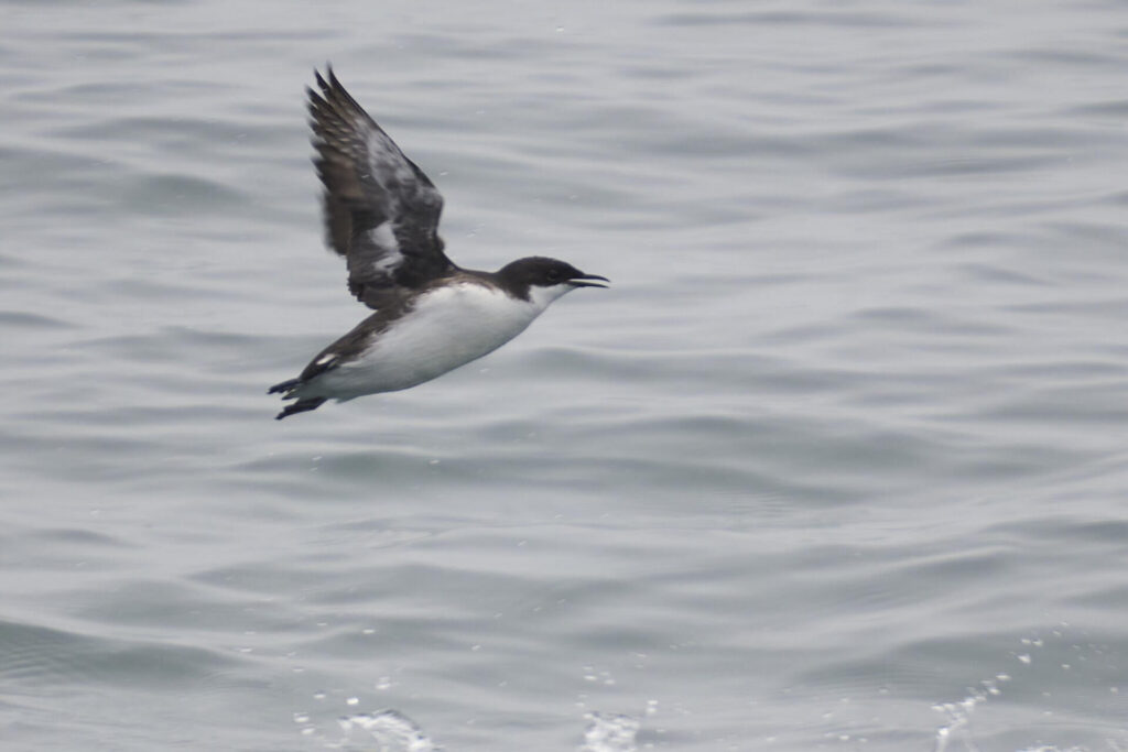 Craveri's murrelet swimming in coastal waters, a rare seabird affected by changing ocean temperatures and marine ecosystem disruption.