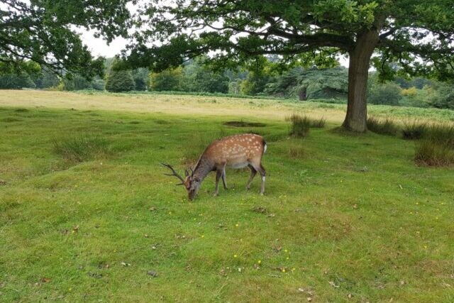 Wild deer standing in an English woodland affected by rising deer populations