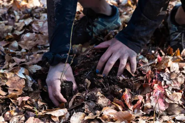 Volunteer planting a native tree sapling as part of woodland restoration and Atlantic rainforest conservation in Scotland.