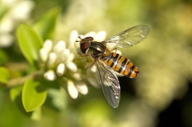 Honeybee pollinating a blooming flower, highlighting the importance of pollinators for food security and human health.
