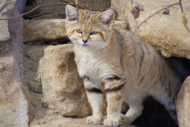 Sand cat, the world's only wild cat adapted to true desert conditions