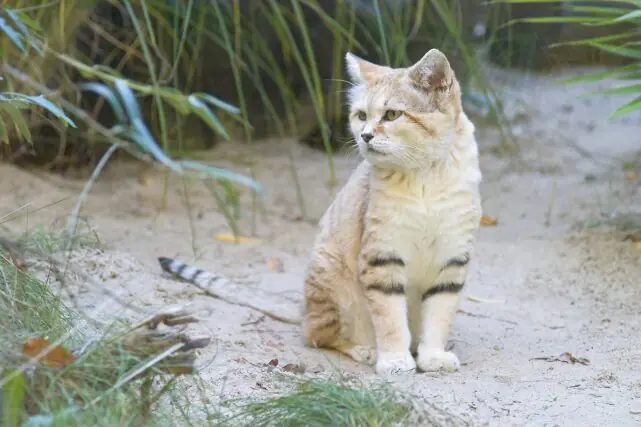 Rare sand cat (Felis margarita) in its natural habitat in the Libyan Sahara desert