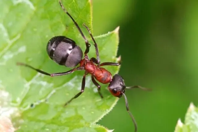 Southern red wood ant walking across a green leaf in a British woodland habitat