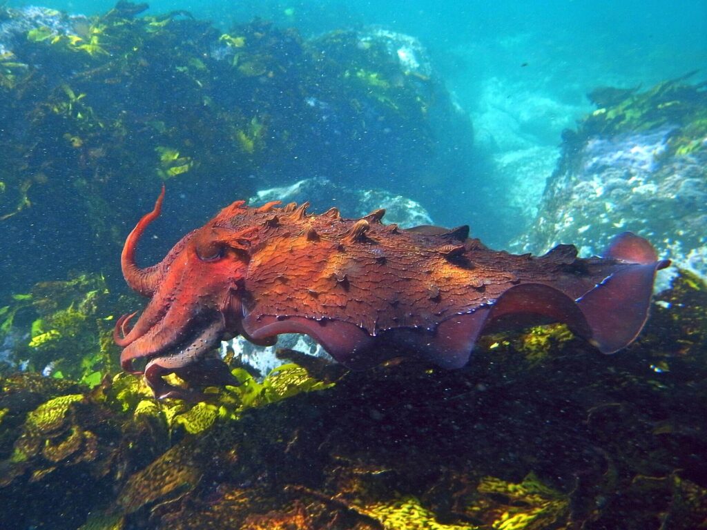 Giant Australian cuttlefish displaying vibrant colours during breeding season in Whyalla, South Australia