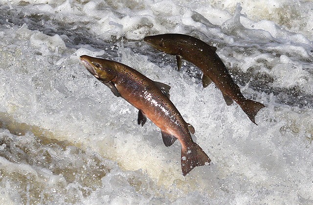 Wild Atlantic salmon jumping upstream in an Irish river during spawning migration