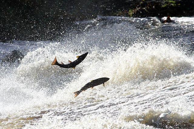 Atlantic salmon leaping over river rapids in a freshwater habitat in Ireland