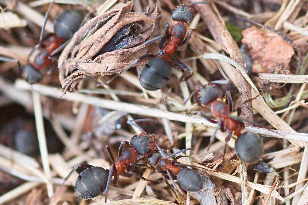Southern red wood ants moving through woodland vegetation during a conservation project in Shropshire