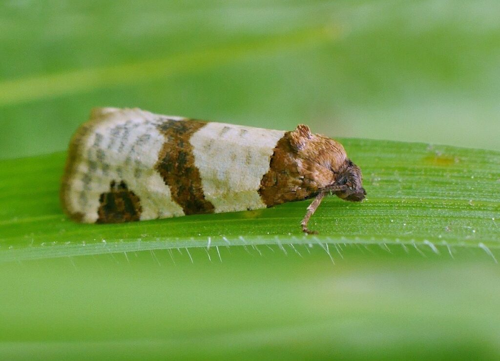 Tiree Twist moth (Periclepsis cinctana), a species rediscovered in England after more than 70 years.