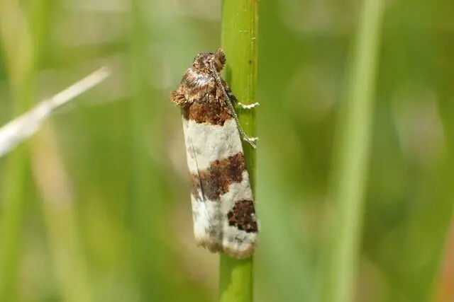 Periclepsis cinctana (Tiree Twist moth) resting on grass after its rediscovery in Kent.