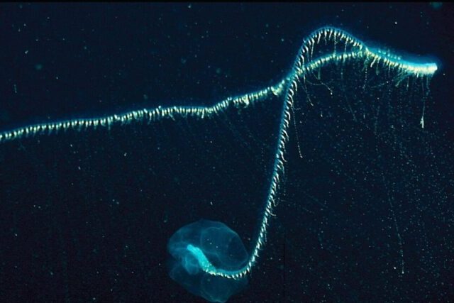 Siphonophore drifting through deep sea water with long colonial body structure