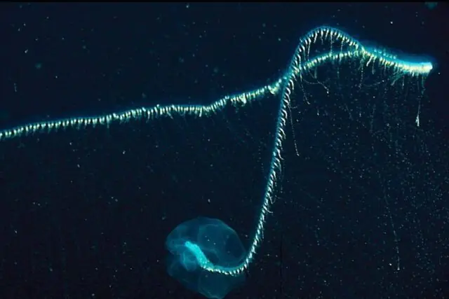 Siphonophore drifting through deep sea water with long colonial body structure