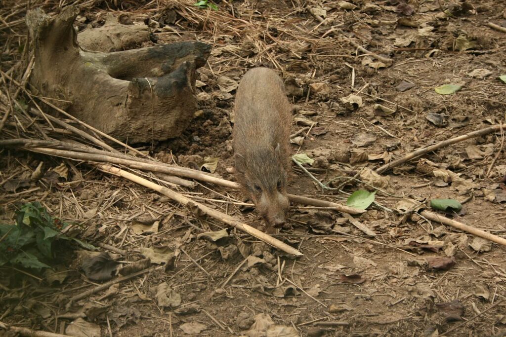 Endangered pygmy hog in the grasslands of Manas National Park during conservation efforts