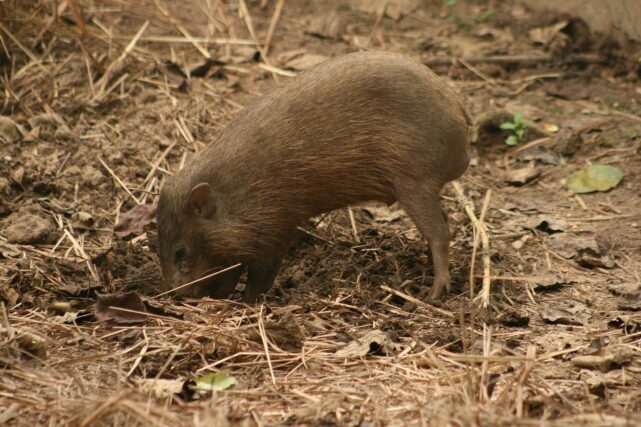 Pygmy hog standing in restored grassland habitat in Manas National Park, Assam, India.