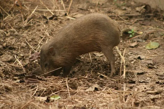 Pygmy hog standing in restored grassland habitat in Manas National Park, Assam, India.