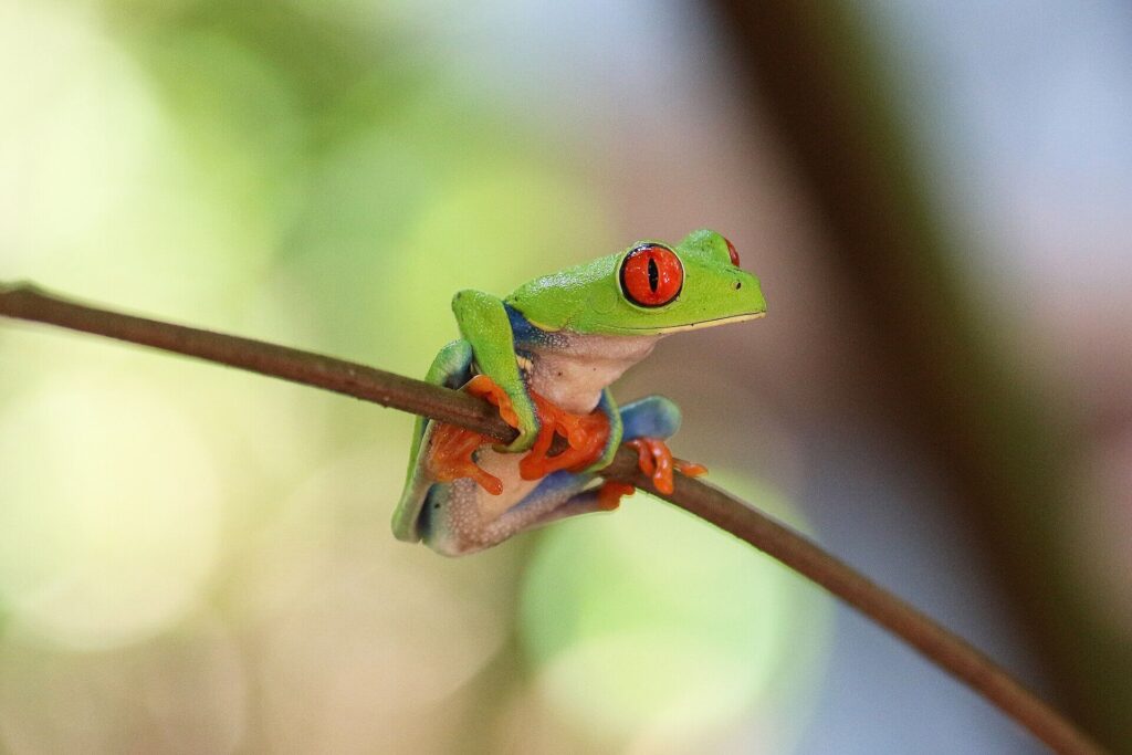Red-eyed tree frog perched on a green leaf in Costa Rica's tropical rainforest, showcasing the country's remarkable insect and wildlife biodiversity.
