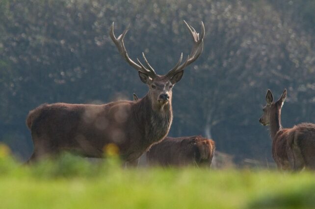 Herd of deer grazing in farmland near woodland in south-west England