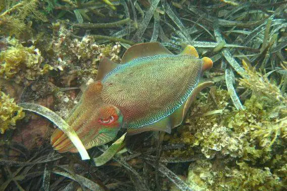 Giant Australian cuttlefish swimming over a rocky reef in Spencer Gulf, South Australia