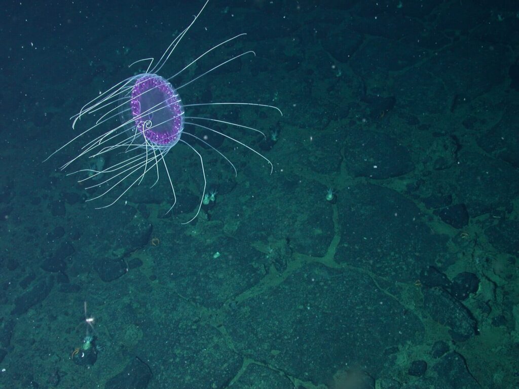 Solmissus jellyfish drifting in deep ocean waters during marine research expedition