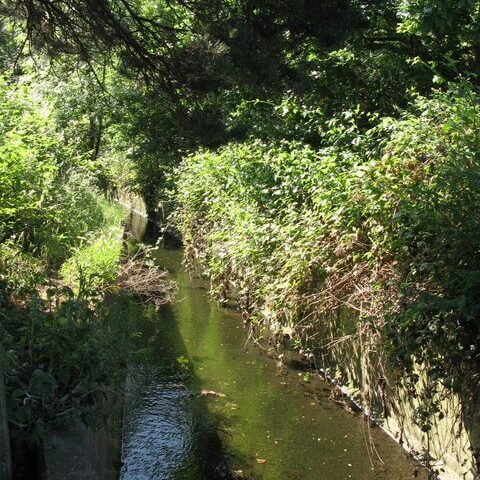 Beck flowing through Cator Park in Bromley, part of the River Pool catchment affected by a freshwater pollution incident.