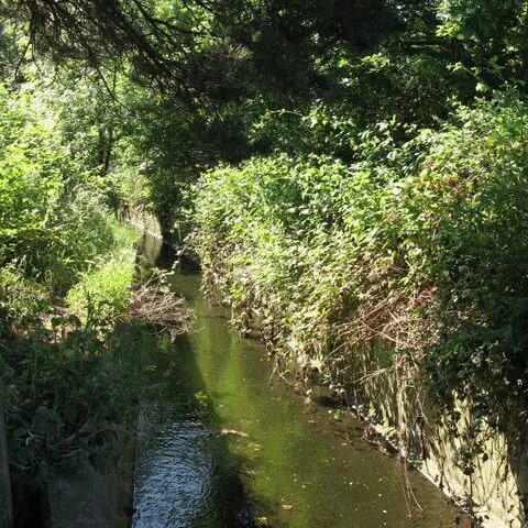 Beck flowing through Cator Park in Bromley, part of the River Pool catchment affected by a freshwater pollution incident.